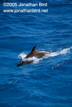 Bottlenosed Dolphin [Tursiops truncatus]