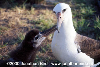 Laysan Albatross [Phoebastria immutabilis]