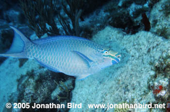 Queen Parrotfish [Scarus vetula]