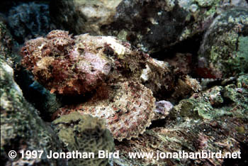 Spotted Scorpionfish [Scorpaena plumieri]