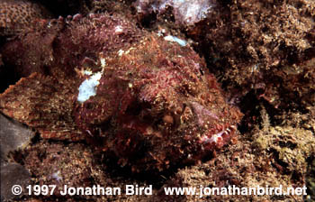 Spotted Scorpionfish [Scorpaena plumieri]