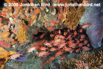 Blackbar Soldierfish [Myrripristis jacobus]