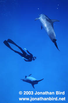 Atlantic Spotted Dolphin [Stenella frontalis]