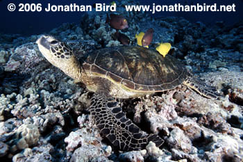 Green Sea turtle [Chelonia mydas]
