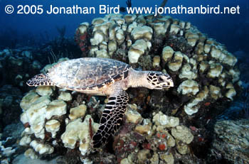 Hawksbill Sea turtle [Eretmochelys imbricata]