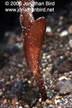Robust Ghost Pipefish [Solenostomus cyanopterus]