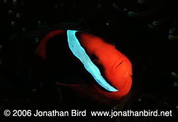 Tomato clown Anemonefish [Amphiprion frenatus]