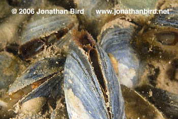 Blue Mussel [Mytilus edulis]