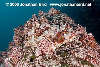 Pacific Spotted Scorpionfish [Scorpaena mystes]