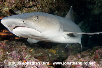 White Tip Reef  Shark [Triaenodon obesus]