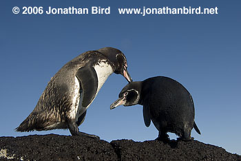 Galapagos Penguin [Spheniscus mendiculus]