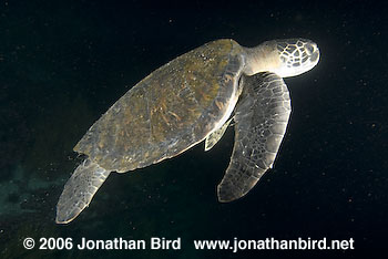 Black Sea turtle [Chelonia agassizi]