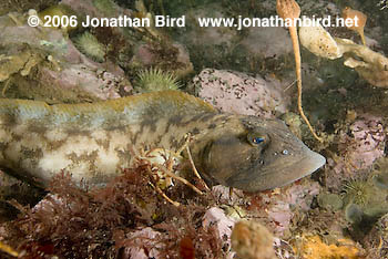 Ocean Pout Fish [Macrozoarces americanus]