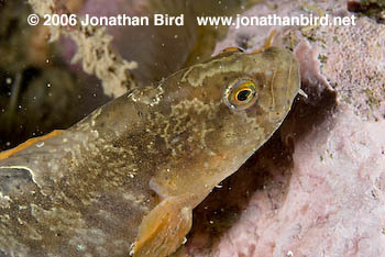 Gunnell Fish [Pholis gunnellus]