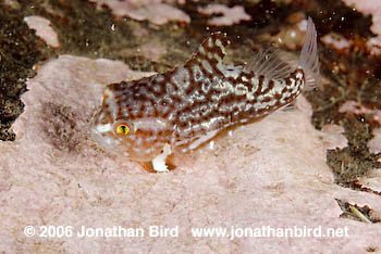 Atlantic lumpfish Fish [Cyclopterus lumpus]