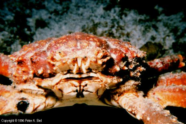 Eroded Mud Crab