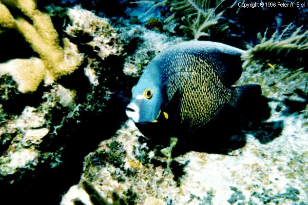 French Angelfish