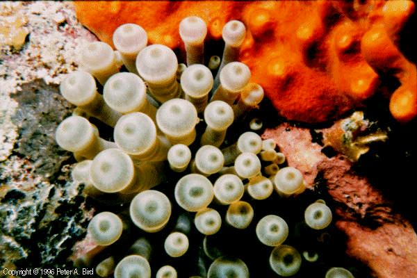 Giant Anemone