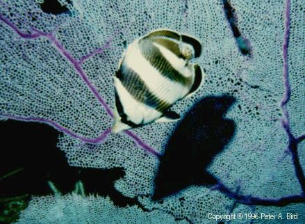 Banded Butterflyfish