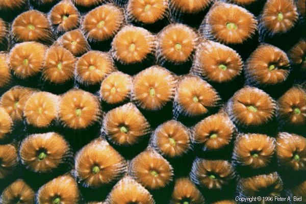 Mound Coral