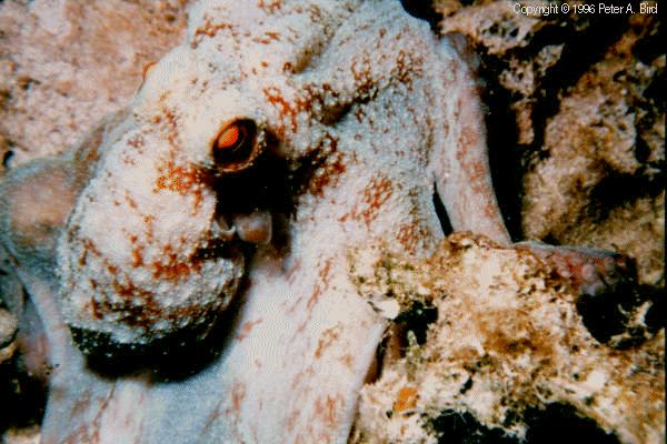 Caribbean Reef Octopus