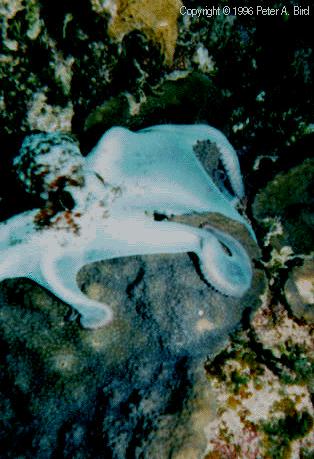 Caribbean Reef Octopus