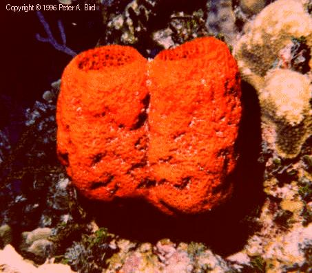 Red Tube Sponge