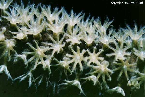 Gorgonian