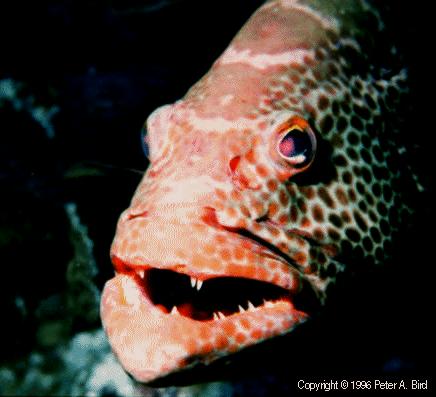 Tiger Grouper