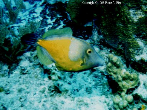 Whitespotted Filefish