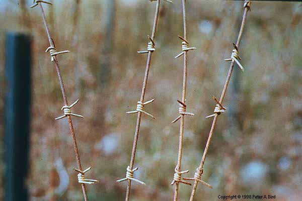 BarbedWire.JPG (35045 bytes)