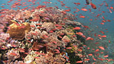 Coral Reef with Anthias